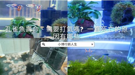 魚一直死怎麼辦|11個導致孔雀魚死亡的原因(如何預防)